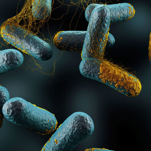 ساخت نانوحسگر زیستی تشخیص باکتری کلستریدیوم بوتولینیوم بر پایه نوارهای کاغذی